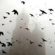 Обложка: ДДТ - На небе вороны