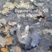 Обложка: Вороняче око - котята (prod. anticøn)