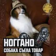 Обложка: Ноггано - Собака съела товар