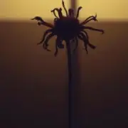 Обложка: Neytan - Welcome to my mind