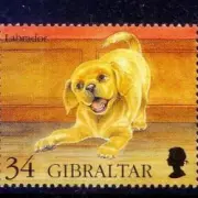 Обложка: Вячеслав Бутусов - Гибралтар-лабрадор