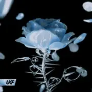 Обложка: Synergy & RIENK - Stay