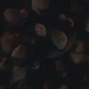 Обложка: Kenya Grace - Naked