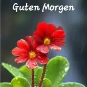 Обложка: unknown - Guten Morgen guten tag