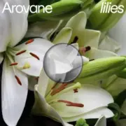 Обложка: Arovane - Pink Lilies