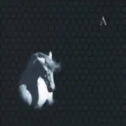 Обложка: Аквариум - Сокол