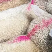 Обложка: Blawan - Done Eclipse (Mixed)