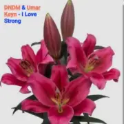 DNDM & Umar Keyn - I Love Strong